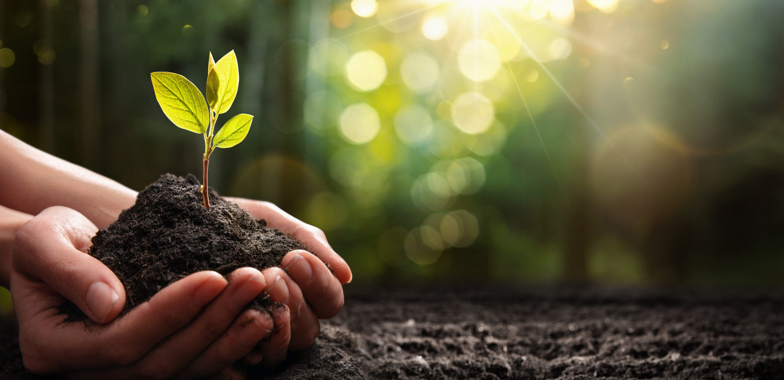 Kvaliteetsed haljastuteenused Viimsi ja Merivälja piirkonnas